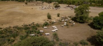 Webinaire : Communs agrosylvopastoraux dans la Vallée du Fleuve Sénégal