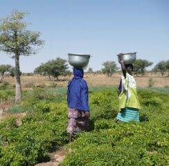 Agriculture familiale et pastoralisme