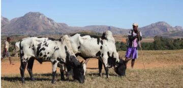 Madagascar: les éleveurs de zébus plaident pour une meilleure valorisation de leur travail