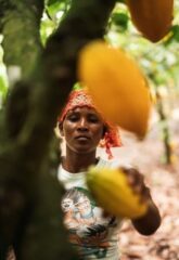 Cacao zéro déforestation : recommandations du mouvement du commerce équitable